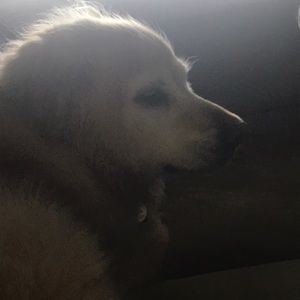 Meet your Posher, Chastity